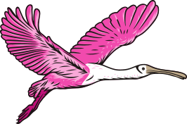 Spoonbill