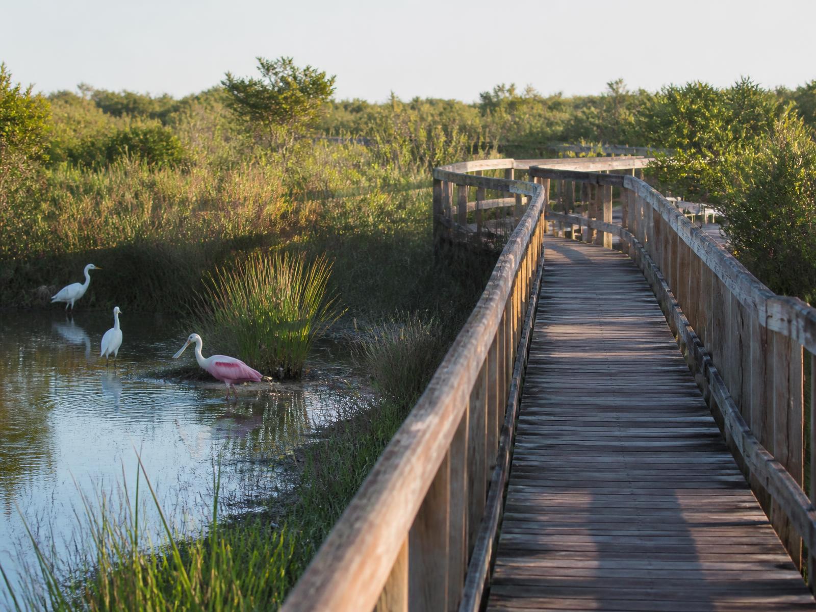 Nature and cultural attractions in Port Aransas, Texas