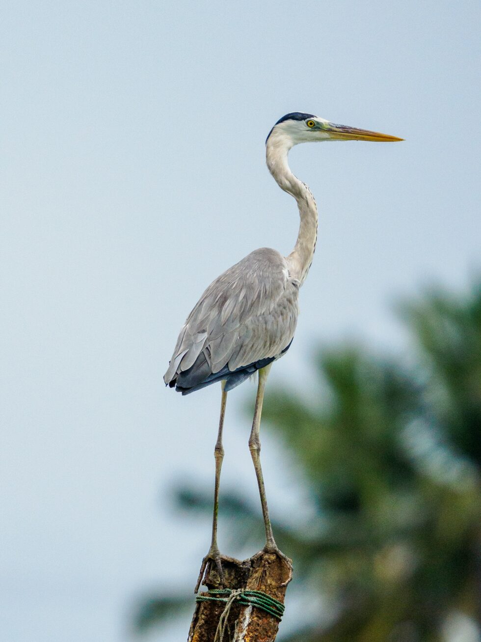 Spoonbill Bay